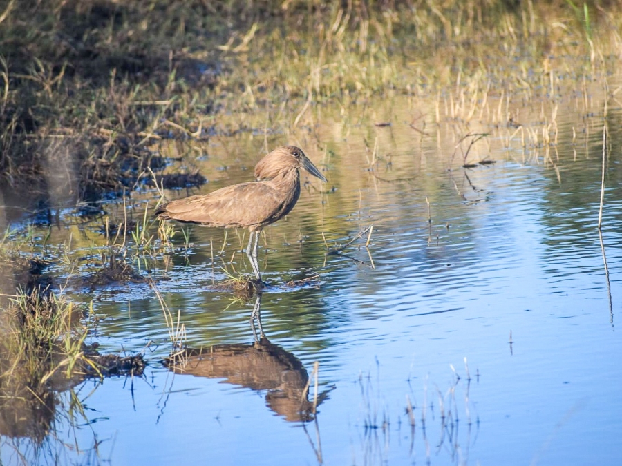 0 Bedroom Property for Sale in Lekwena Wildlife Estate North West
